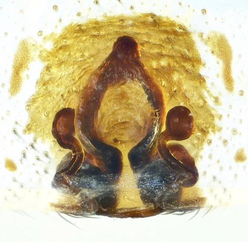 Alopecosa pulverulenta
